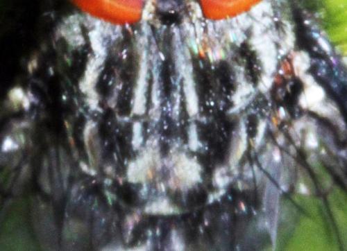 Sarcophaga sp.